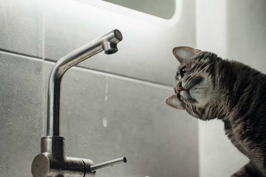 House cat staring at a leaky sink faucet